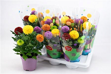 Chrys Flowerpops Carnaval 5pp In Potcover