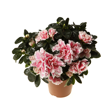 Азалия индика Биколор