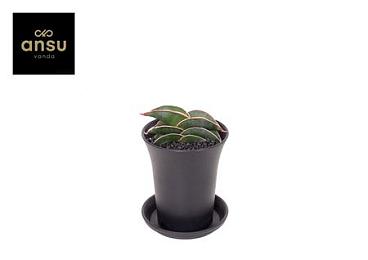 Sansevieria Almond Silver Sweet In Sierpot