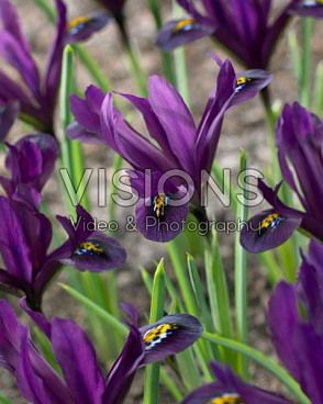 Ирис сетчатый Интерстеллар