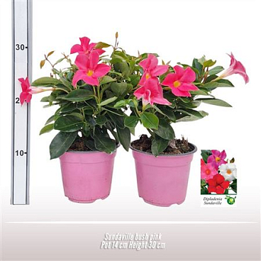 Mandevilla Red Bush