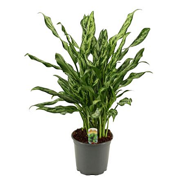 Aglaonema Miss Julliette