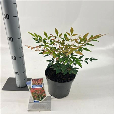 Nandina Domestica Gulfstream