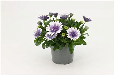Osteospermum Steel Blue