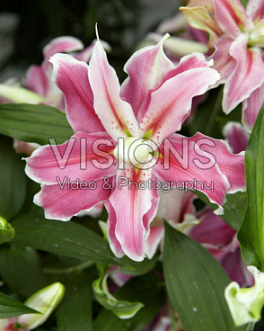 Лилия восточный махровый Дистант Драм