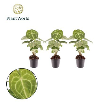 Anthurium Clarinervium 7cm