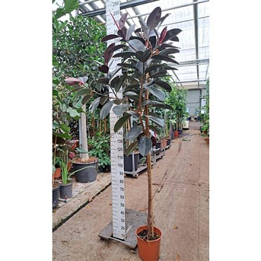 Ficus El Abidjan On Stem