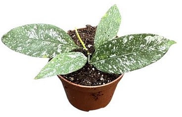 Hoya Multiflora Silver Splash