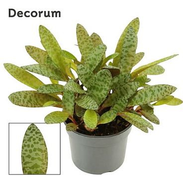 Ledebouria Socialis Green 9 Cm (decorum)