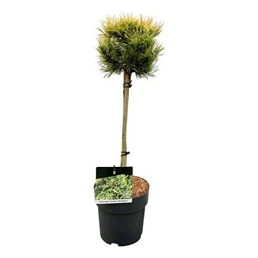 Pinus Mugo Carsten's Wintergold On Stem