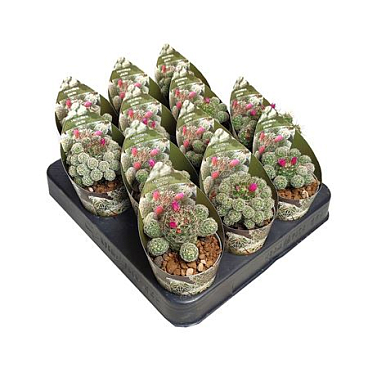 Mammillaria Gracilis Potcover