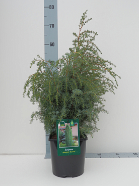 Можжевельник обыкновенный Суецика