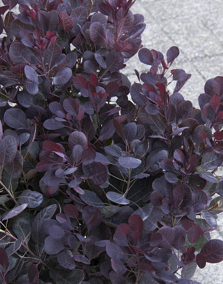 Скумпия кожевенная Лила