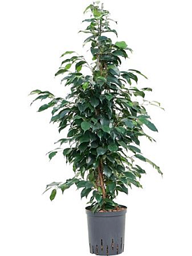 Ficus Be Danielle