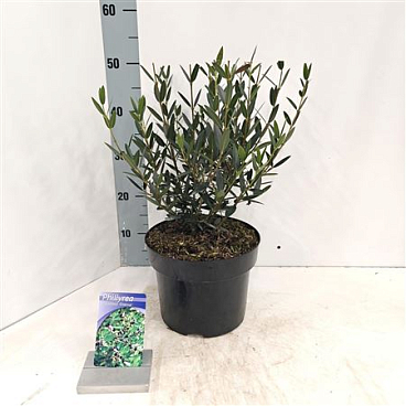 Phillyrea Angustifolia Green Up