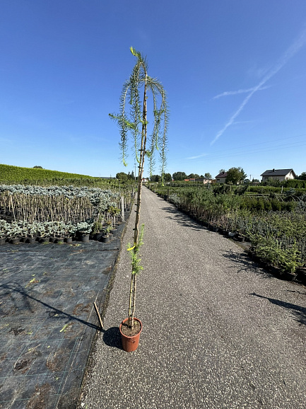 Лиственница европейская Пендула штамб