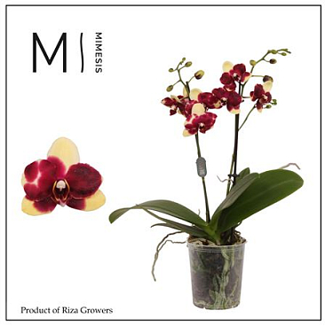 Phal 2st Catania 16+ (orchid Growers)