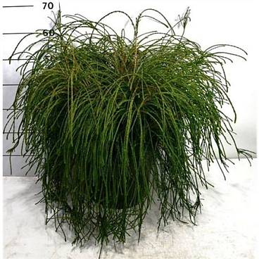Thuja Plic Whipcord