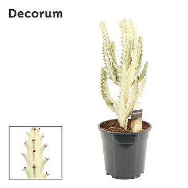 Euphorbia Lactea 21 Ghost (decorum)