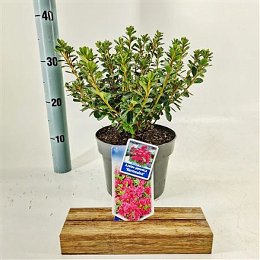 Rhodo Kermesina