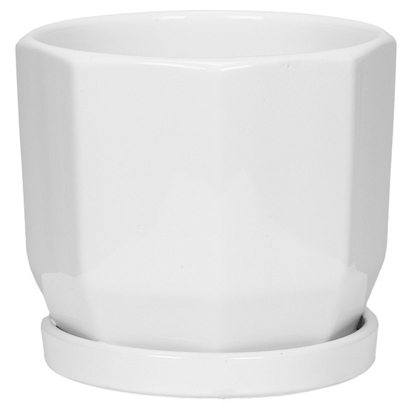 Клен веерный Тромпенбург