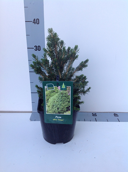 Ель обыкновенная Томпа