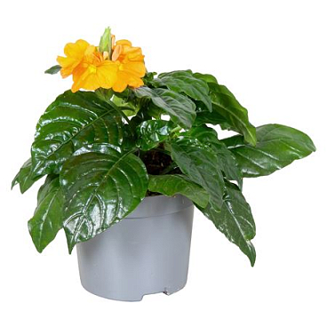 Crossandra Fortuna
