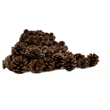 Рододендрон гибридный Катевбинсе Грандифлорум