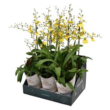 Oncidium 1st Münsterland Stern
