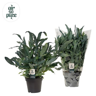 Phlebodium Blue Fern Air So Pure