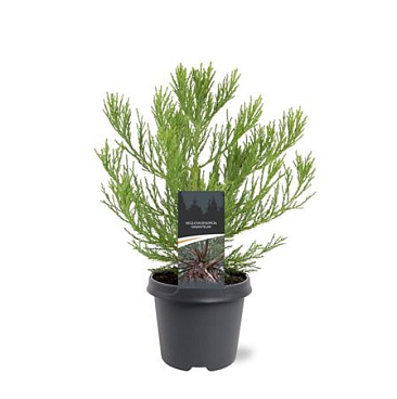 Sequoiadendron Giganteum