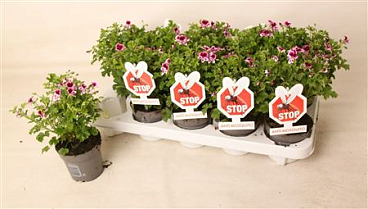 Pelargonium Eva Anti-mosquito