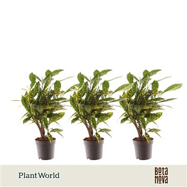 Codiaeum Gold Dust On Stem( Decorum)