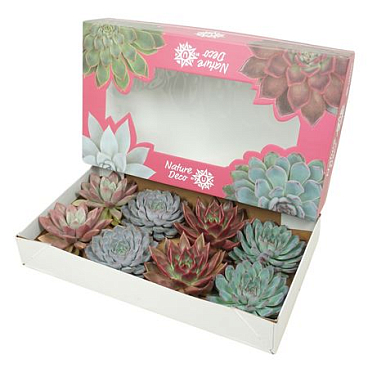 Echeveria Mix Cut