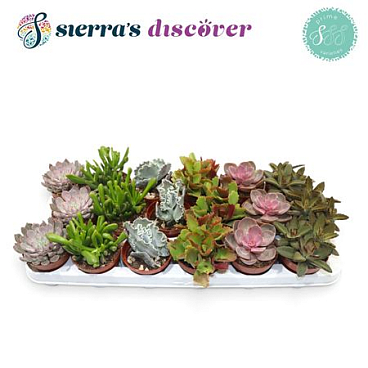 Succulent Season Mix