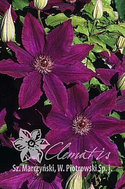 Клематис гибридный Каспер