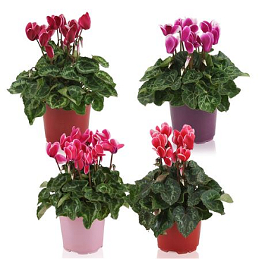 Cyclamen Super Allure Fuji Mix Ton Sur Ton