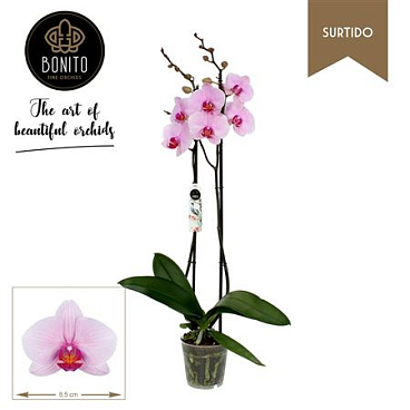 Phal 2st Surtido-washington 18+ (bonito)