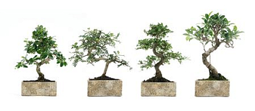 Bonsai Ficus Retusa S-shape Pot Natural Coll