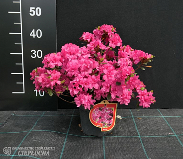 Азалия японская Мелина