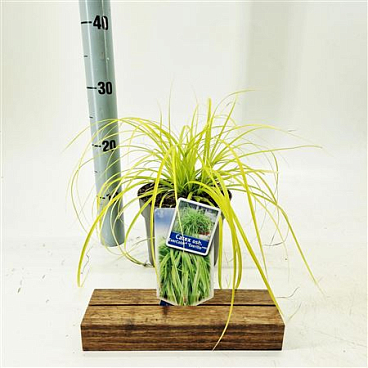Carex Oshimensis Everillo