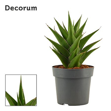 Sansevieria Temple Crown (dec)