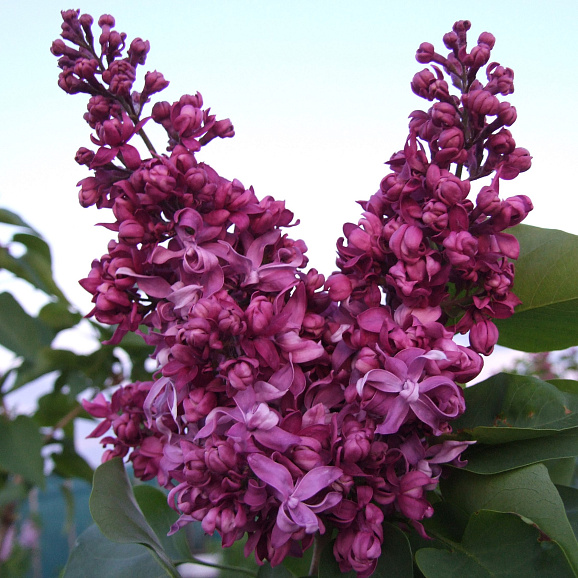 Сирень обыкновенная Вячеслав Лудилов