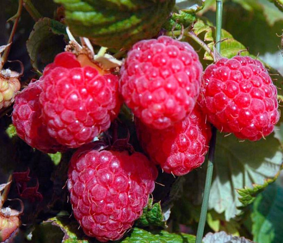 Малина садовая Гусар в тубе