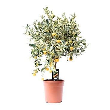 Citrus Variegata On Stem