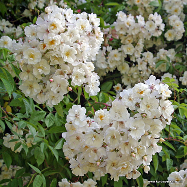 Роза парковая Бобби Джеймс