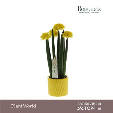 Sansevieria Keram