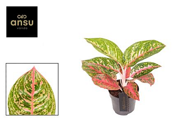Aglaonema Red Reflections