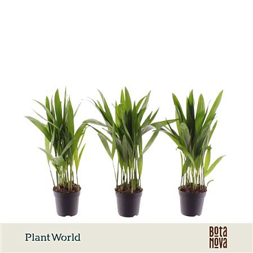 Dypsis Lutescens (decorum)