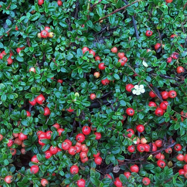Кизильник даммера укореняющийся Грин Карпет штамб